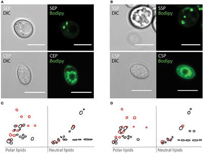 Selective Phosphorylation of Akt/Protein-Kinase B Isoforms in Response to Dietary Cues